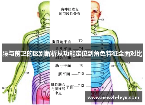 腰与前卫的区别解析从功能定位到角色特征全面对比 腰与前卫的区别解析从功能定位到角色特征全面对比